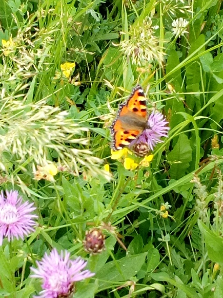 Schmetterling