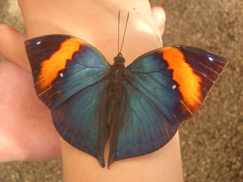 Schmetterling