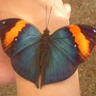 Schmetterling