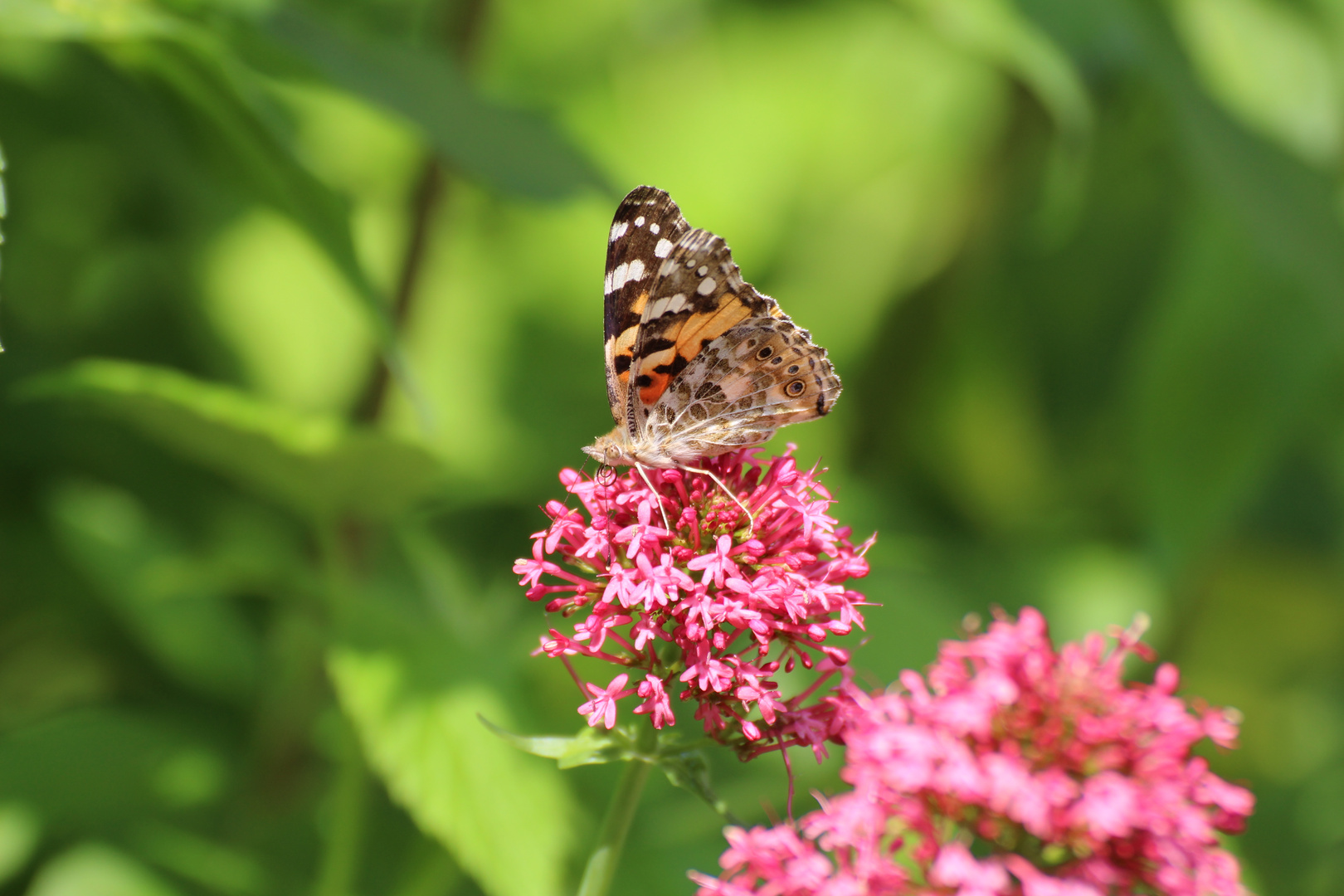 Schmetterling