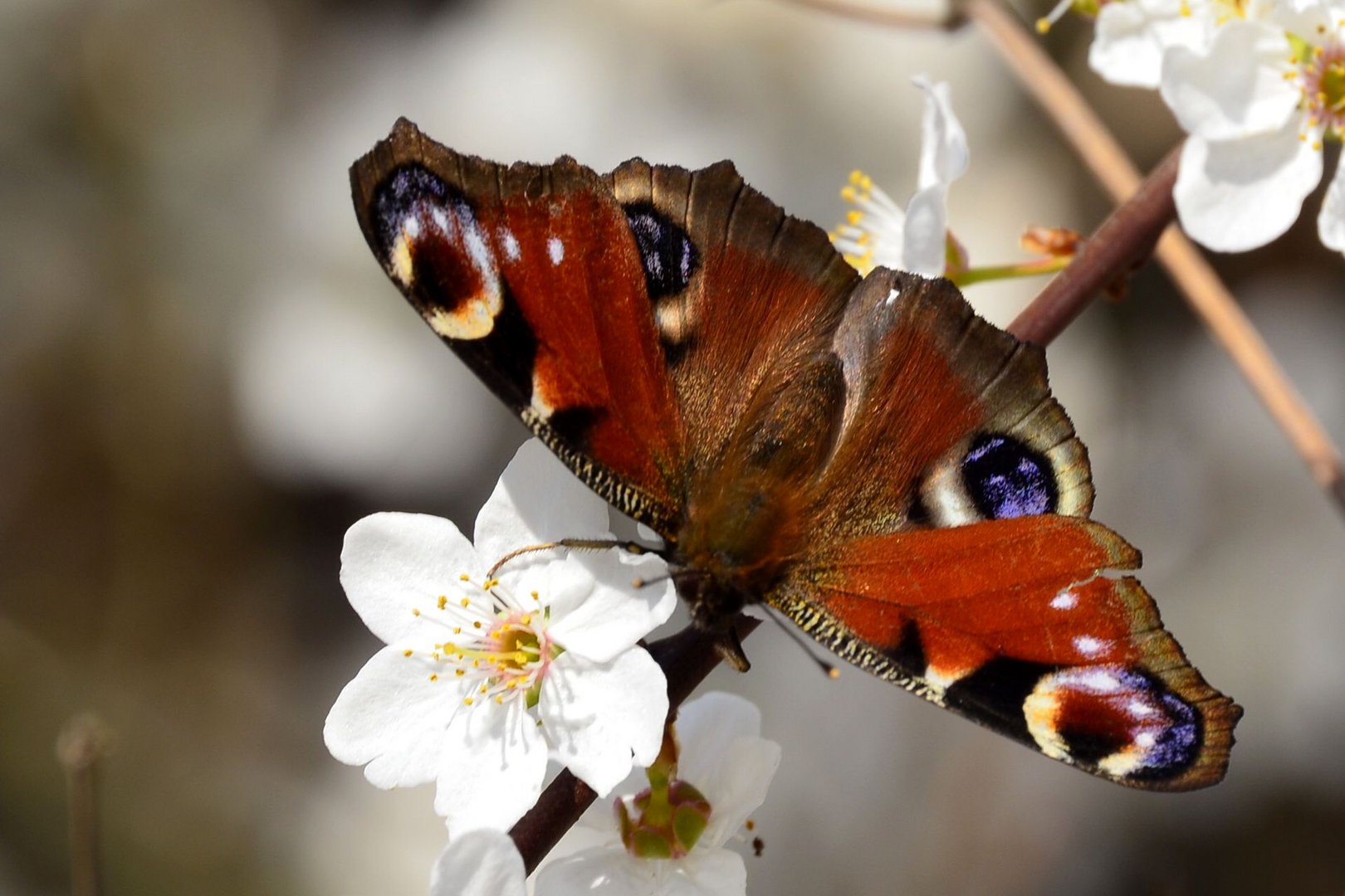 Schmetterling