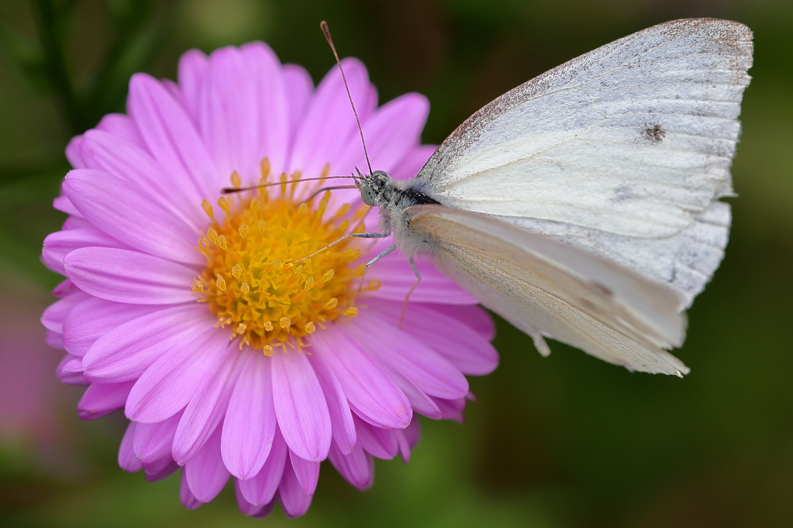 Schmetterling