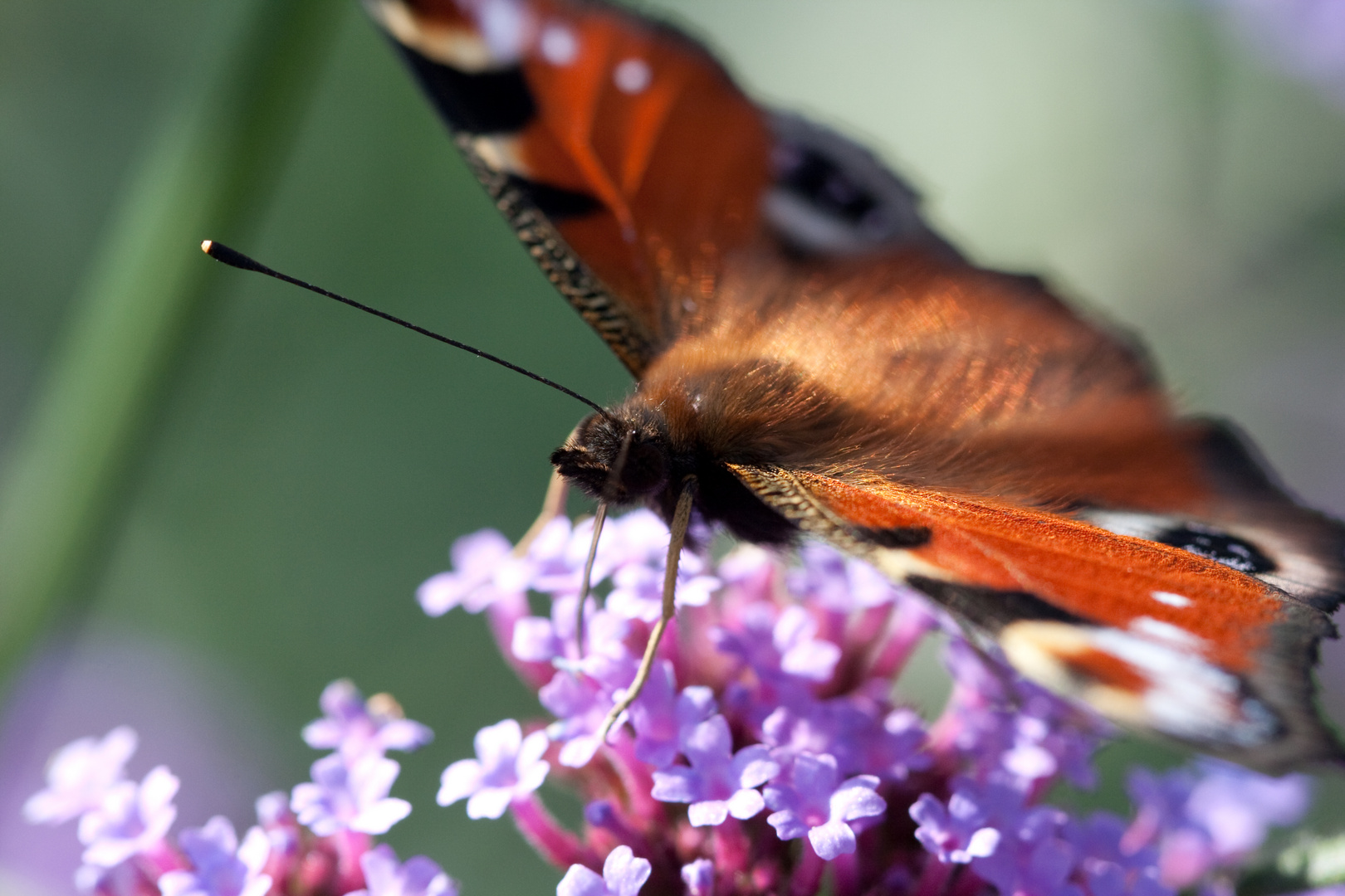 Schmetterling