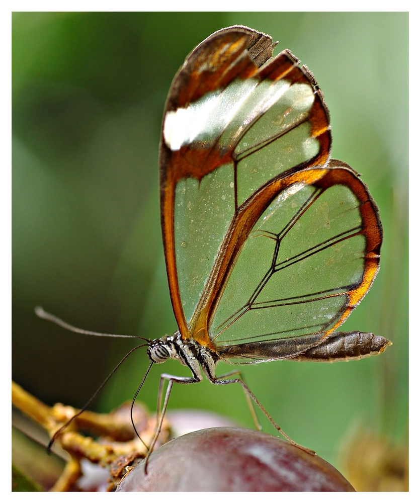 Schmetterling