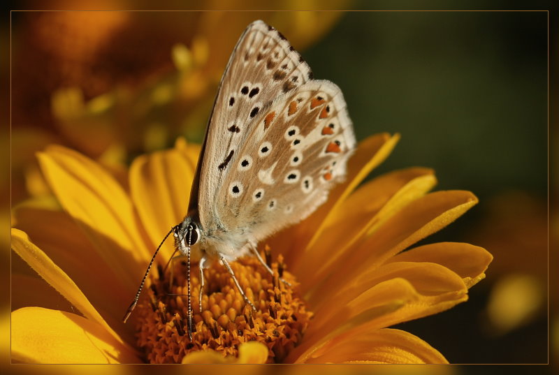 Schmetterling