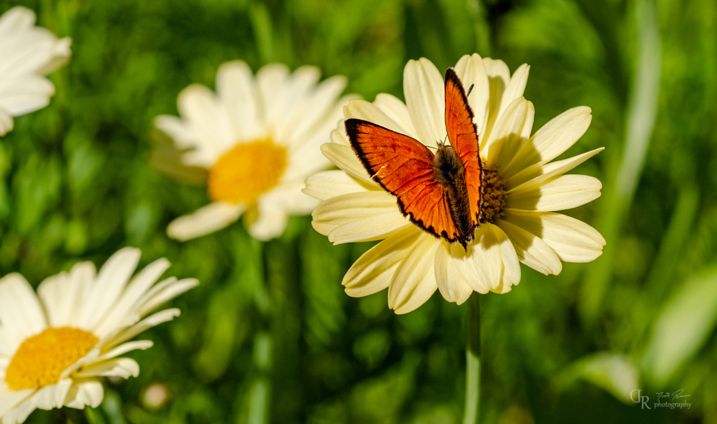 Schmetterling :-)