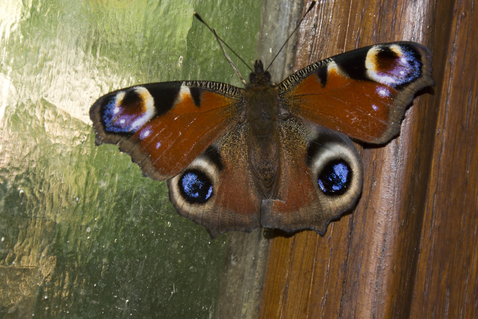 Schmetterling