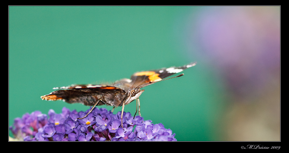 Schmetterling