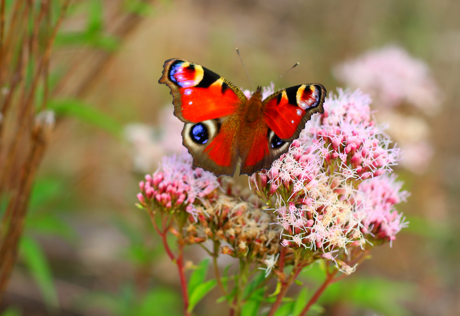 Schmetterling