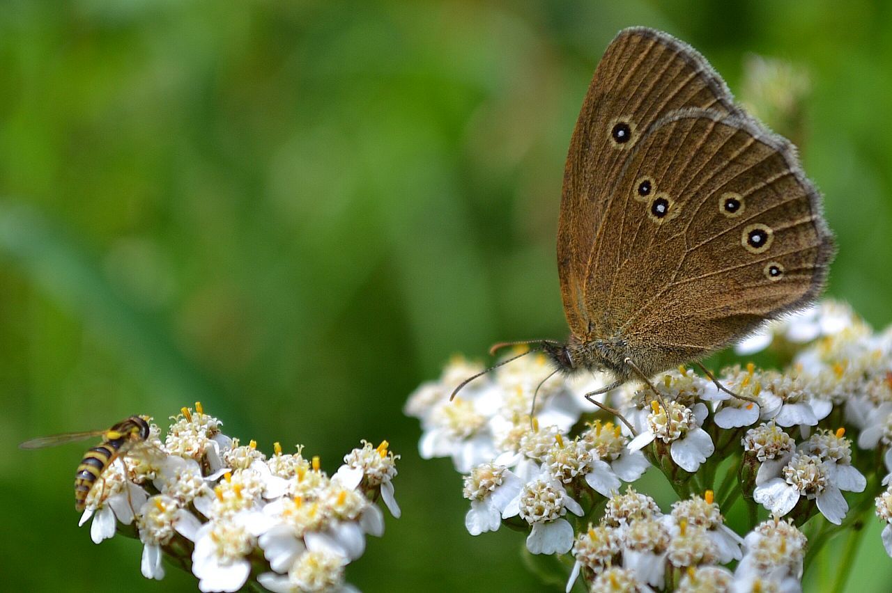 Schmetterling