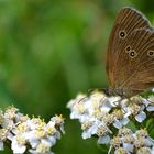 Schmetterling