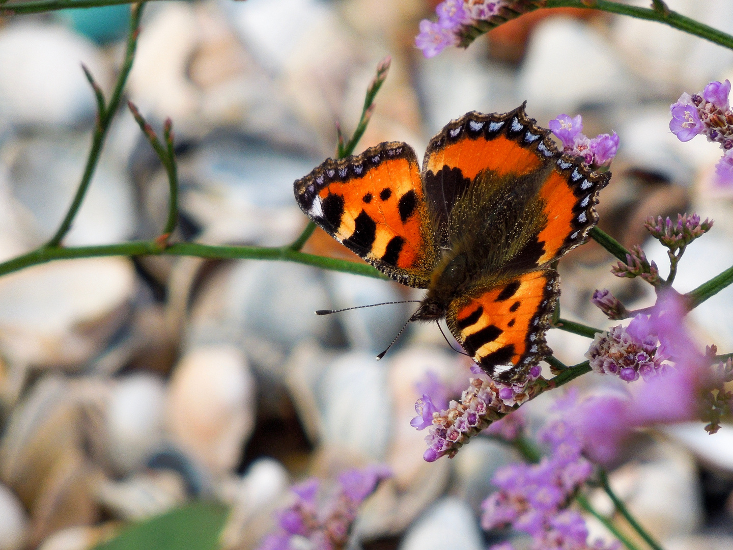 Schmetterling