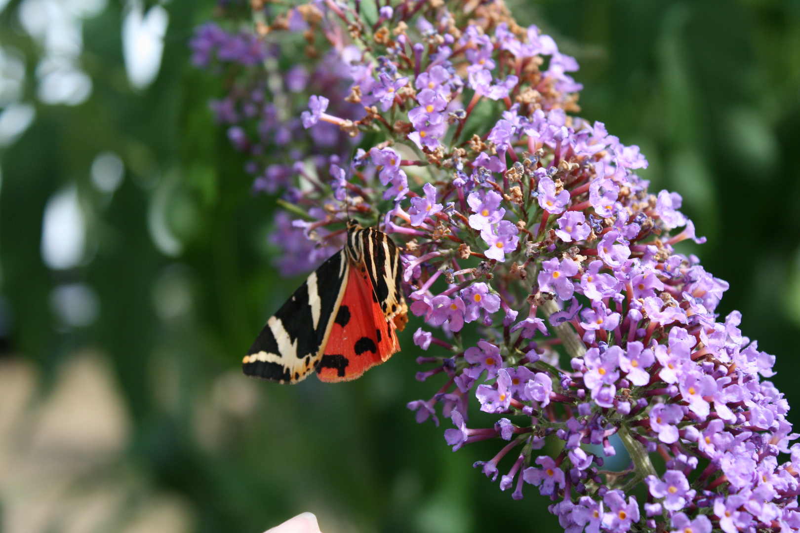 Schmetterling