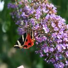 Schmetterling