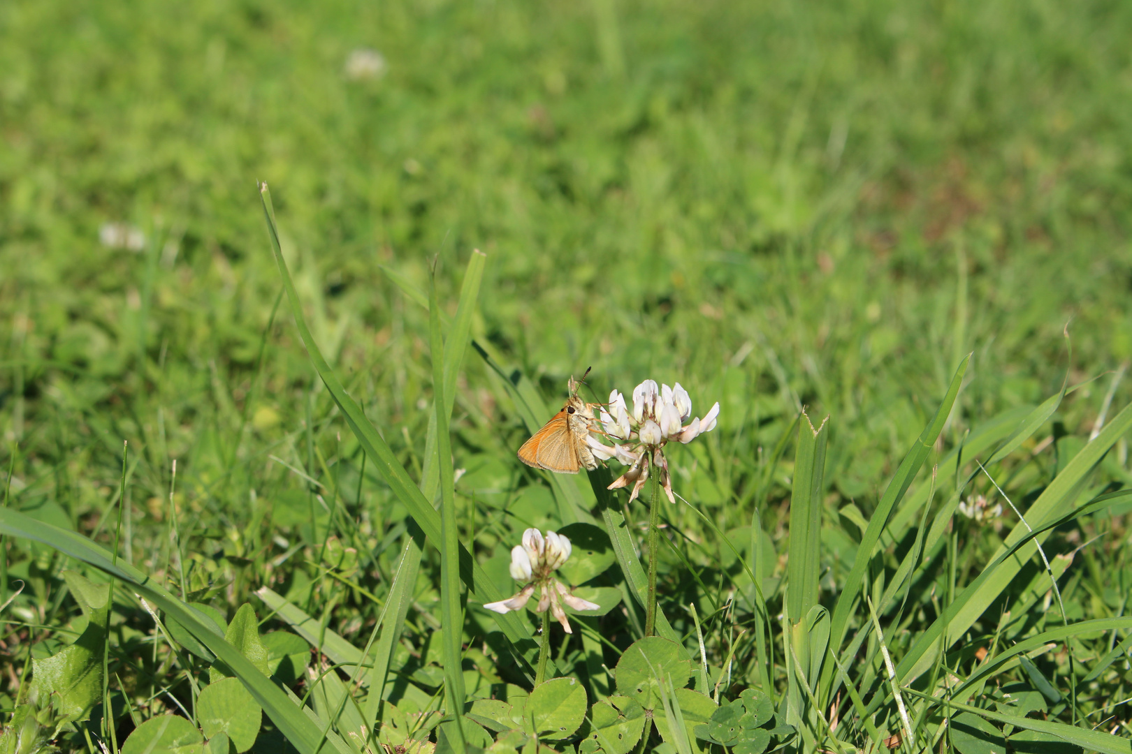 Schmetterling