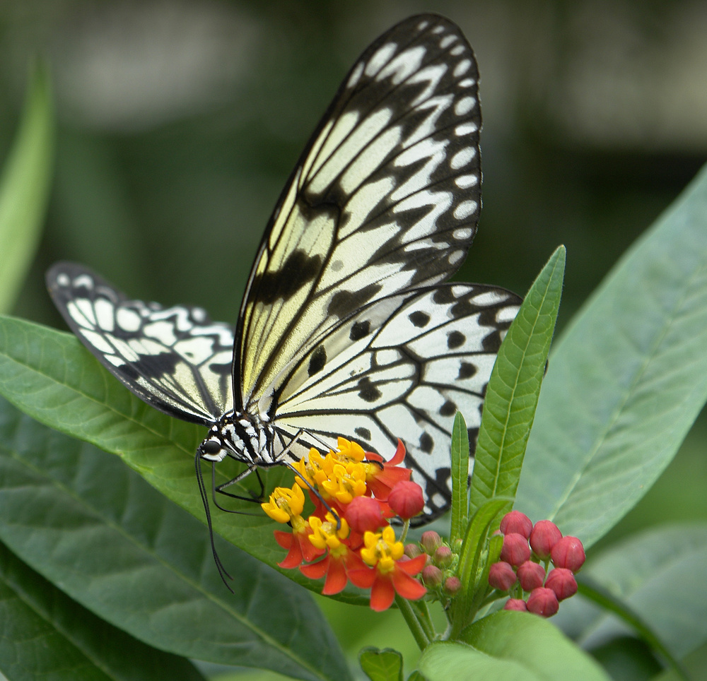 Schmetterling