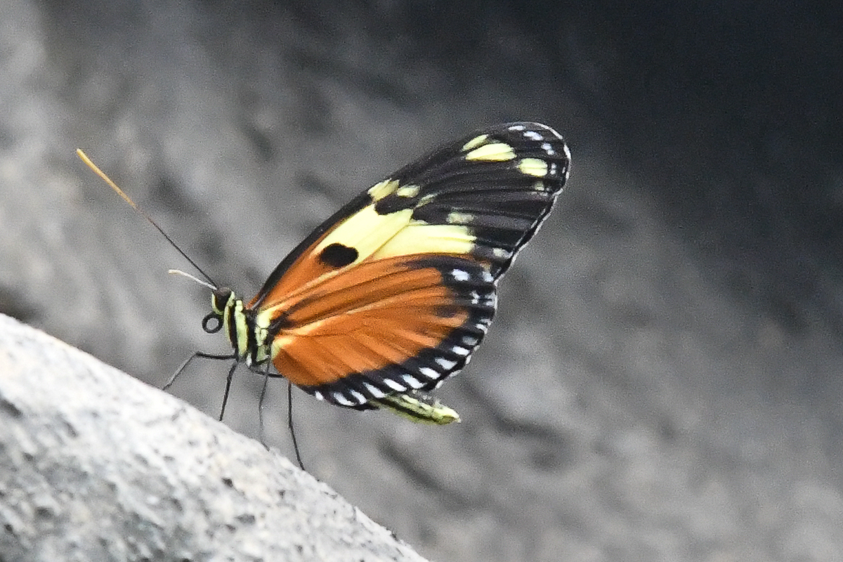 Schmetterling