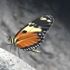 Schmetterling