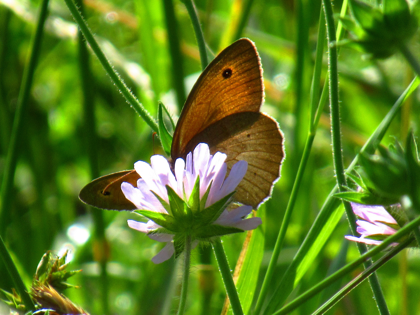 Schmetterling