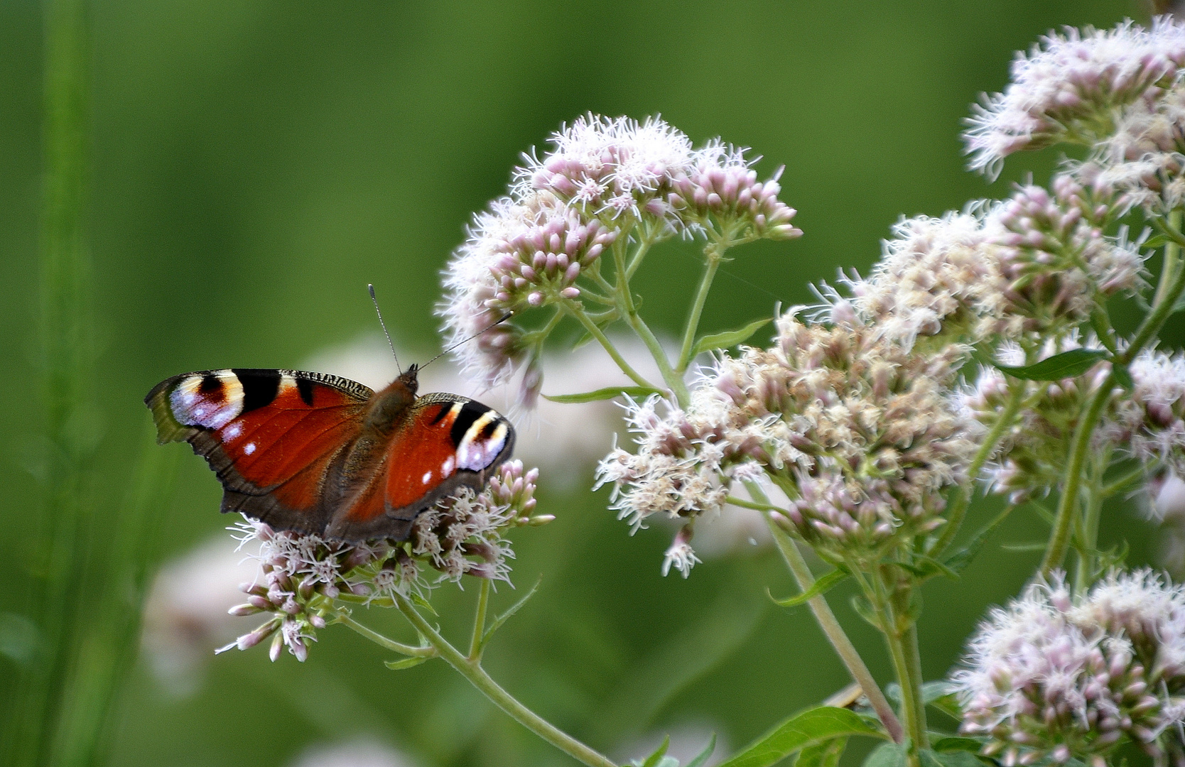 Schmetterling