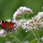 Schmetterling