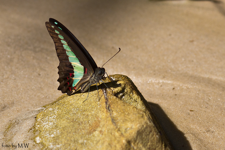 Schmetterling