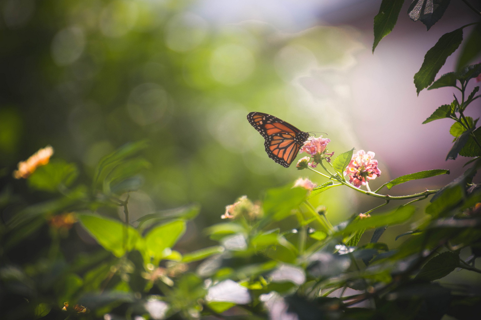 Schmetterling