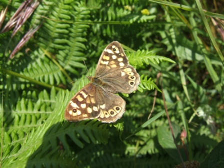 Schmetterling