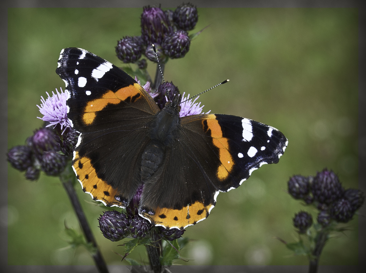 Schmetterling