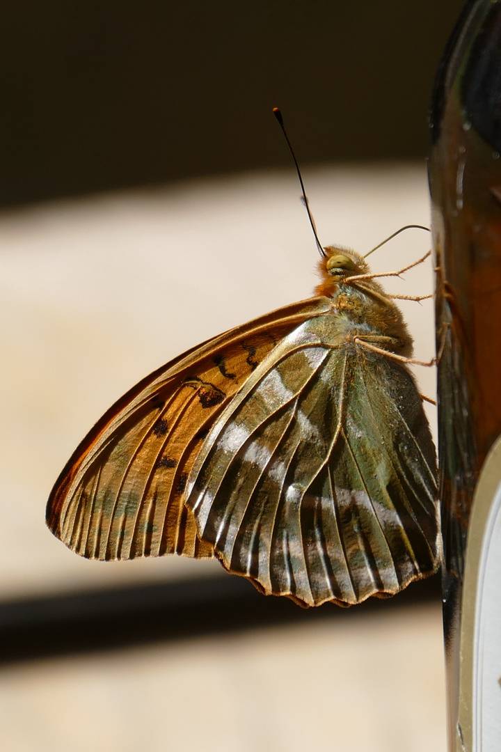 Schmetterling