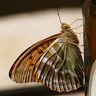 Schmetterling