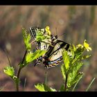 Schmetterling