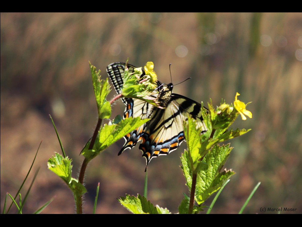 Schmetterling