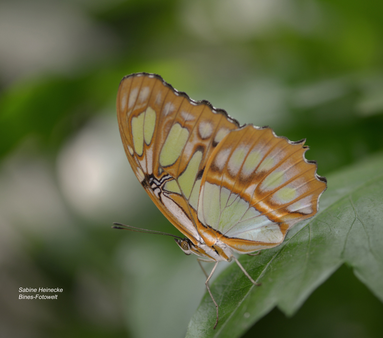 Schmetterling