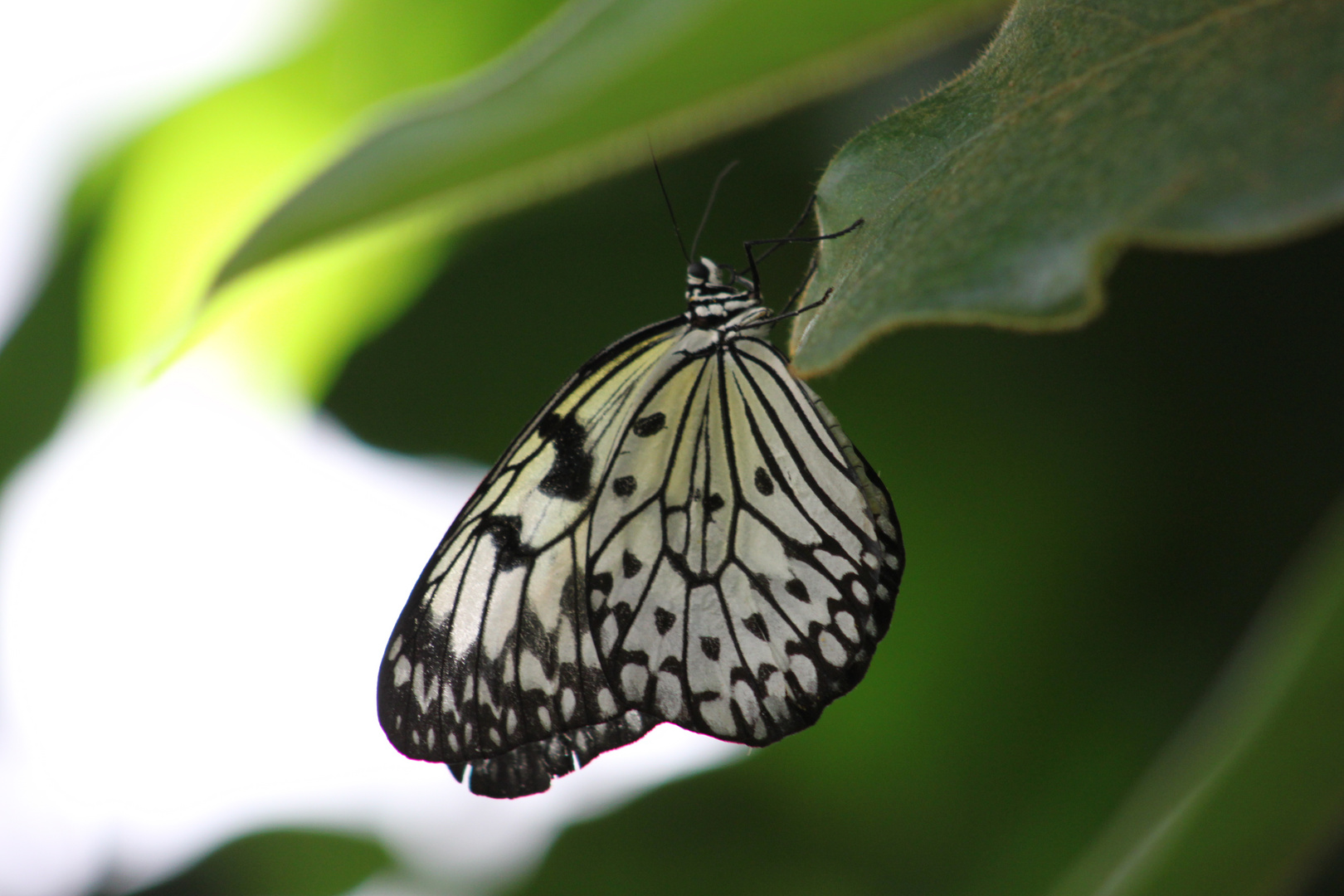 Schmetterling