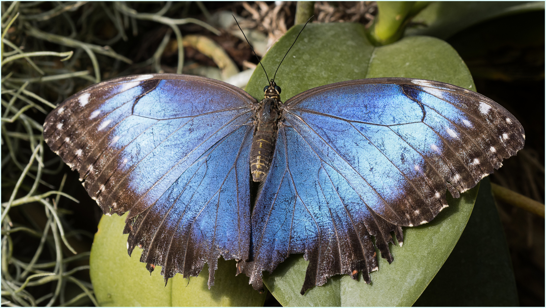 Schmetterling 