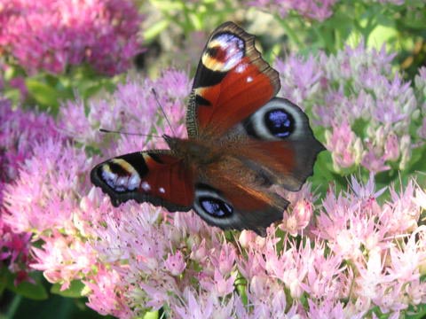 Schmetterling