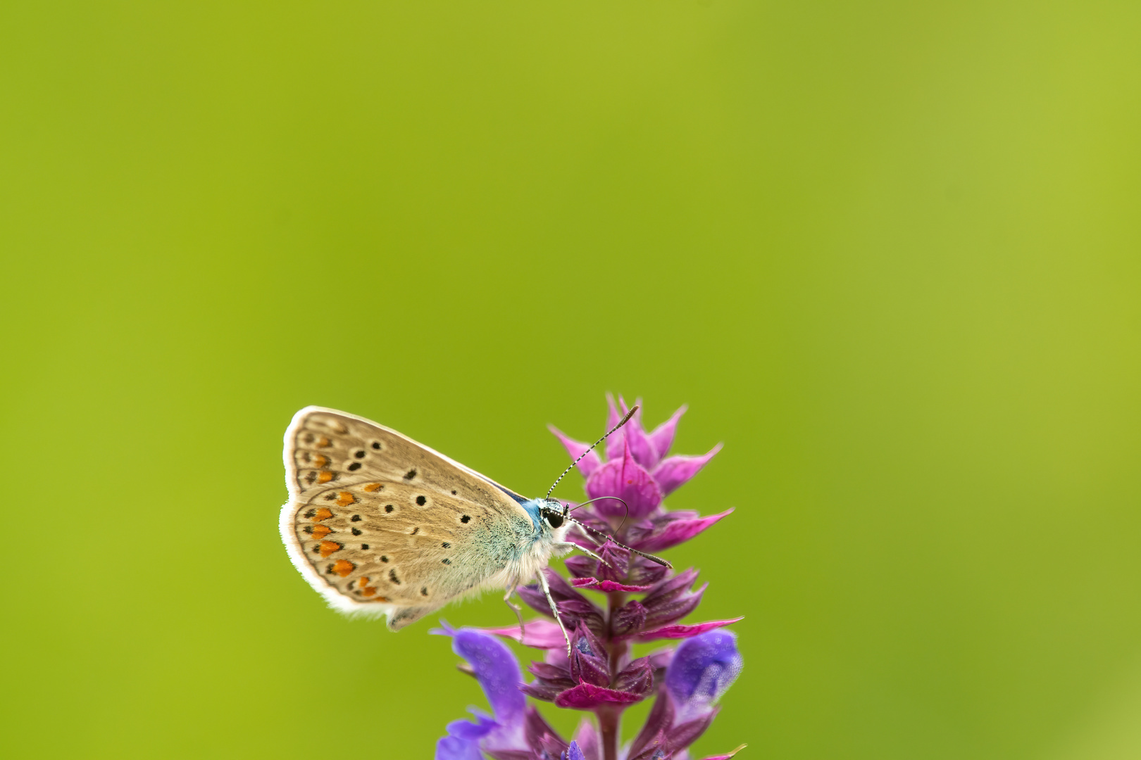 Schmetterling