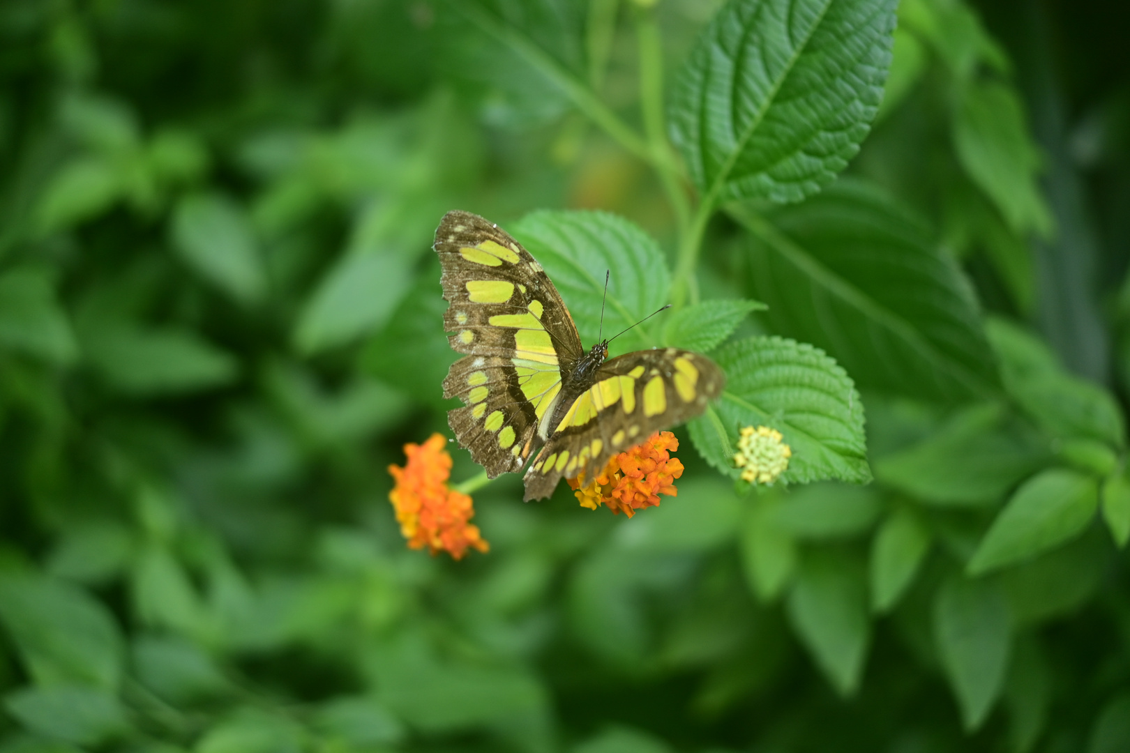 Schmetterling