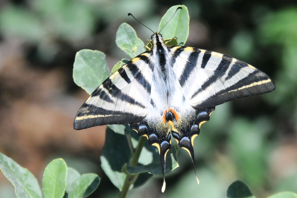 Schmetterling