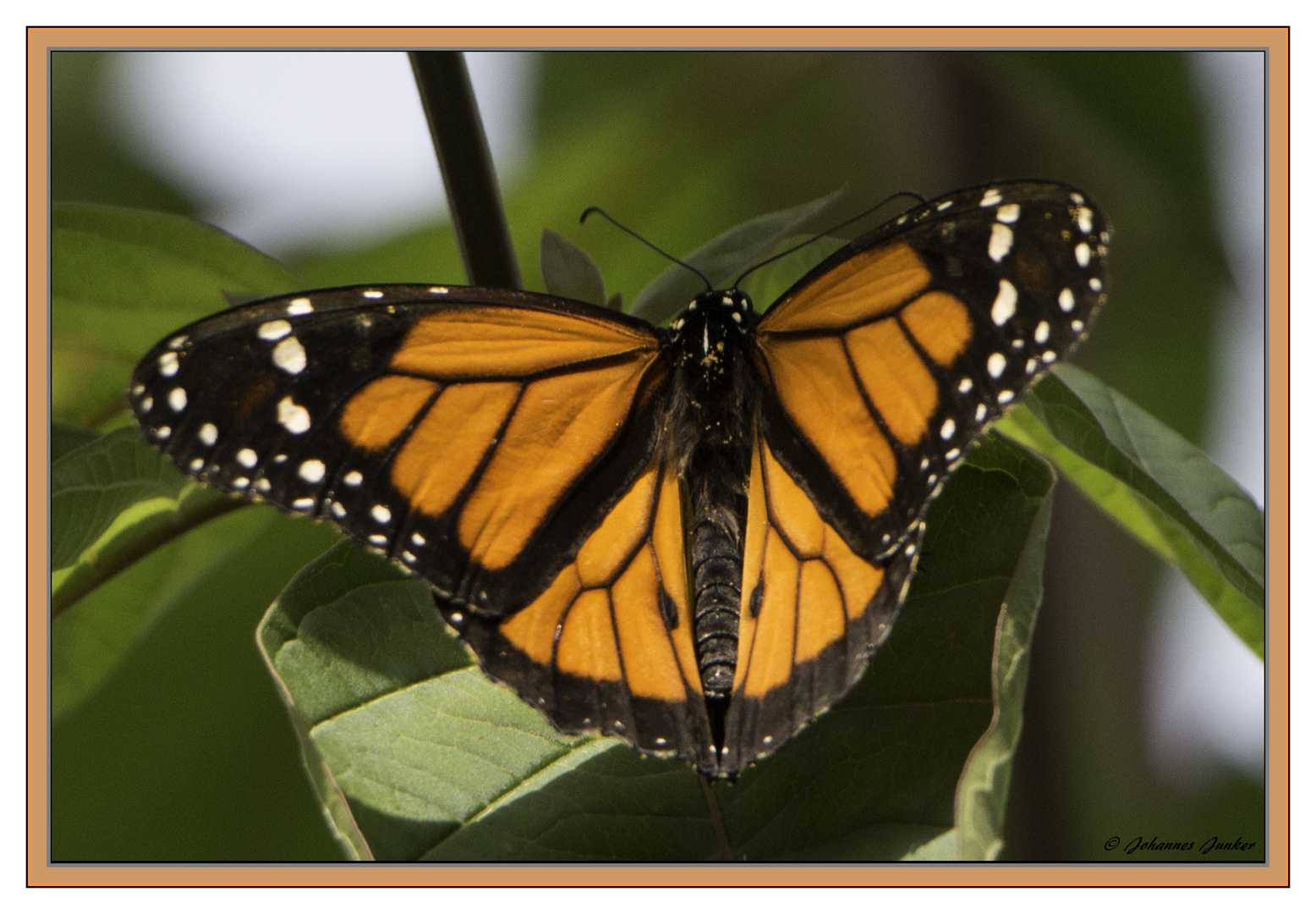 Schmetterling 