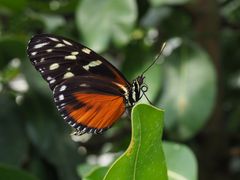 Schmetterling