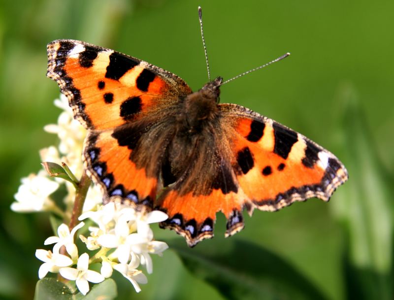 Schmetterling