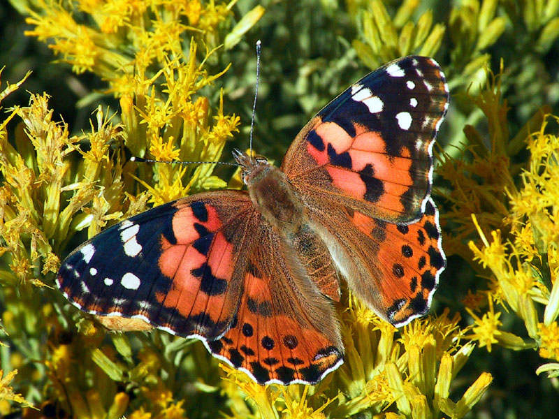 Schmetterling