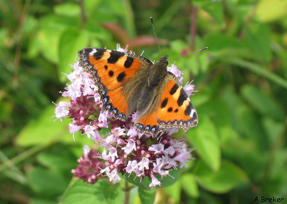 Schmetterling