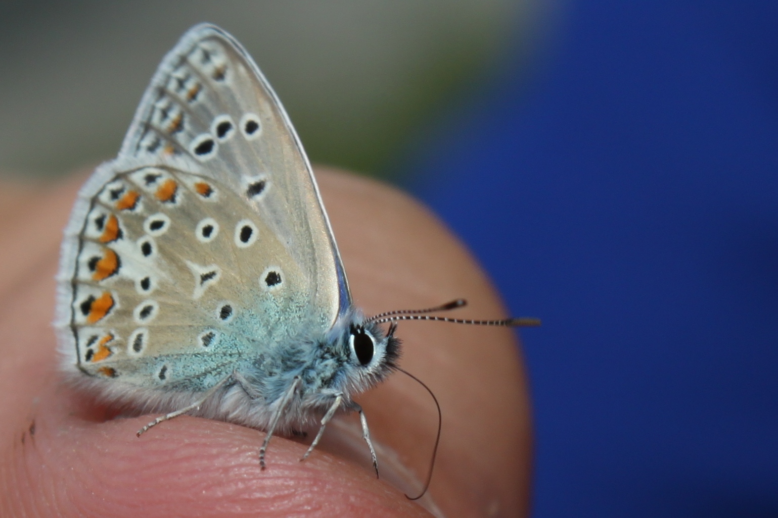 Schmetterling