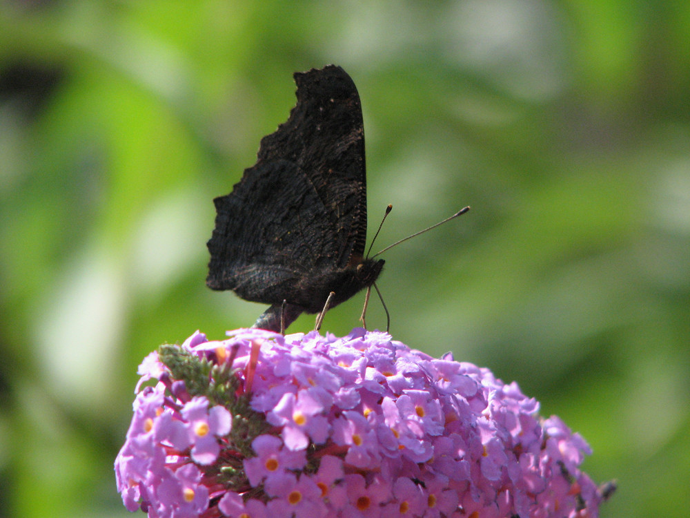 Schmetterling