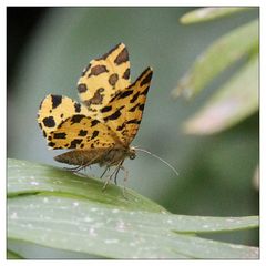 Schmetterling