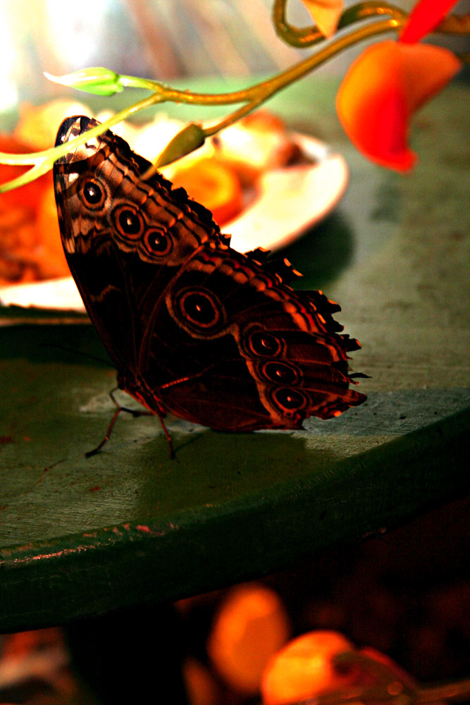 Schmetterling