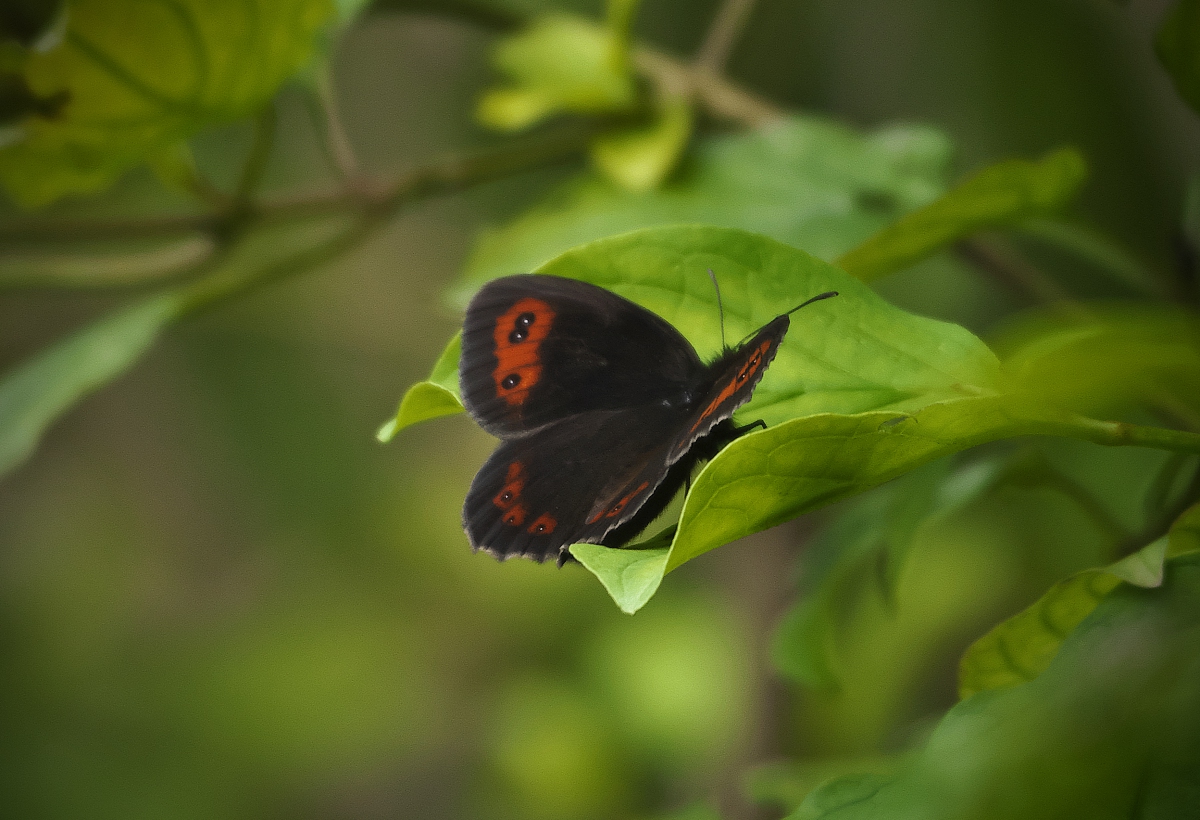 Schmetterling